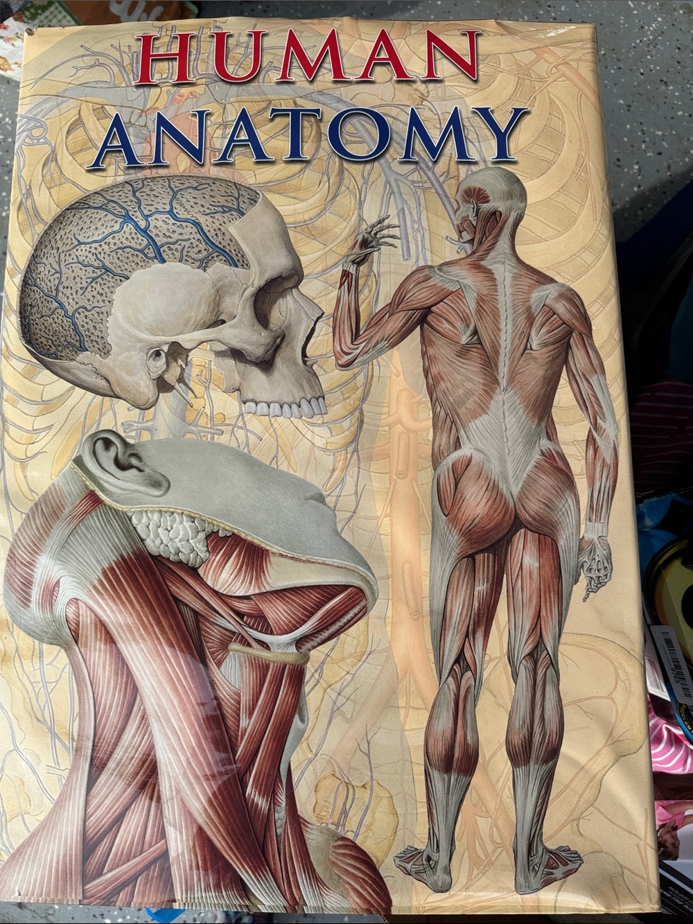 XL-Book of Human Anatomy